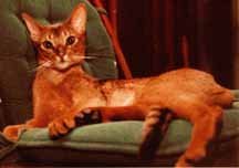 Ciaran, my cat. He's an Abyssinian